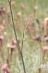 Water cowbane